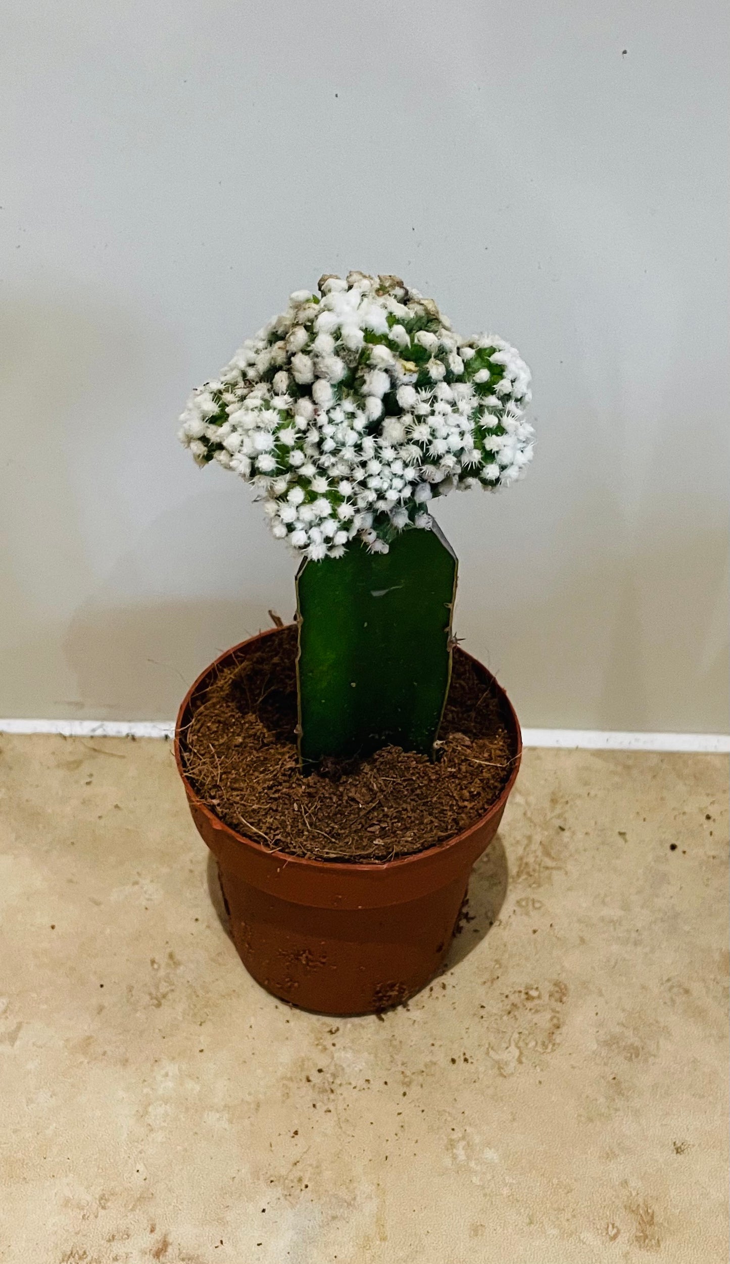 Gymnocalycium Mihanovichii White Moon Cactus in 8cm pot Cassandra's Plants