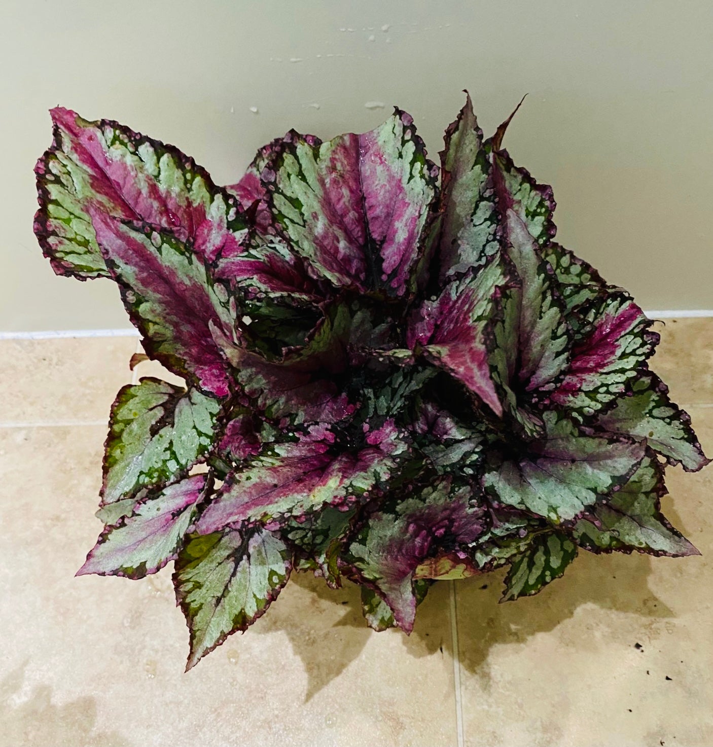 Begonia Rex “Royal Rubin” 13cm Pot Cassandra's Plants