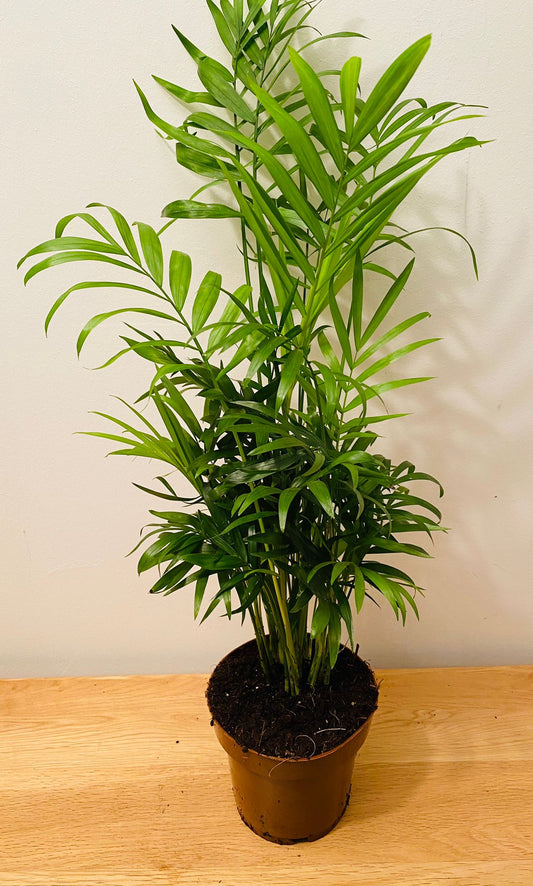 Chamaedorea Elegans Parlour Palm 12 cm Pot Cassandra's Plants