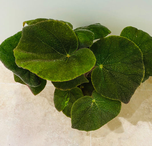 Begonia Masoniana Jungle 15cm Pot Cassandra's Plants