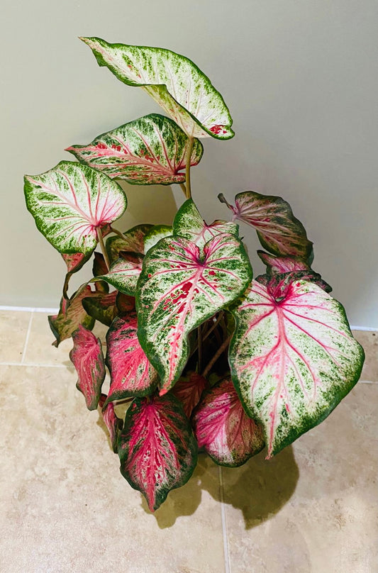 Caladium Candyland 12cm Pot Cassandra's Plants