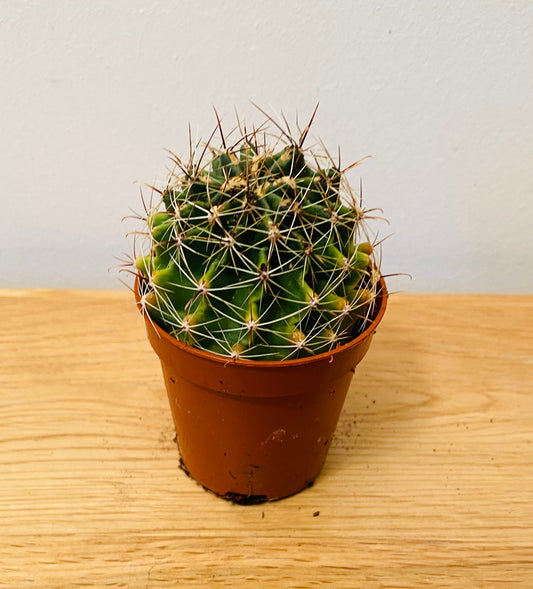 Hamatocactus Hamatocanthus Cactus in 5.5cm Pot Cassandra's Plants