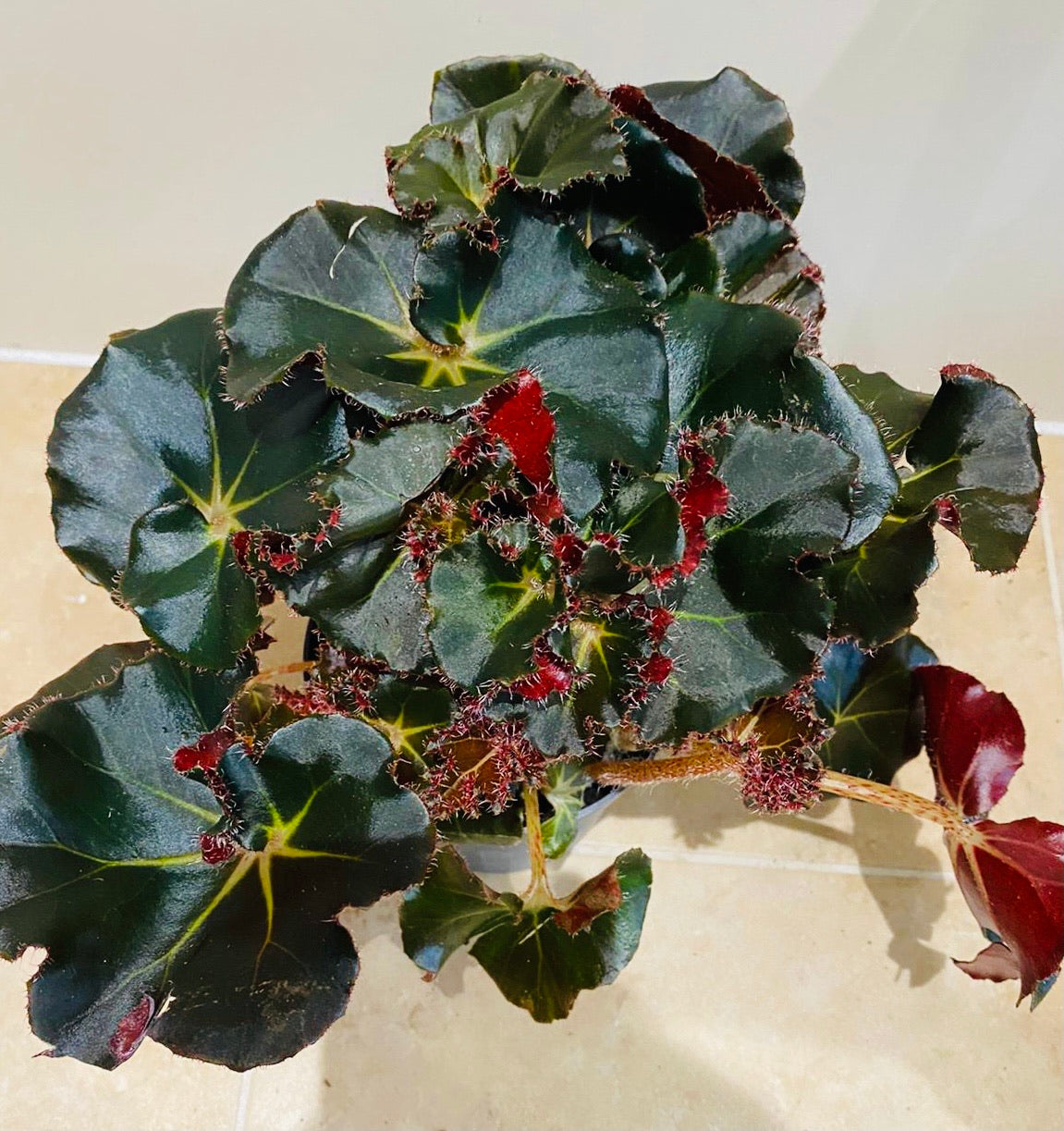 Begonia Erythrophylla Black Jungle 13cm Pot Cassandra;s Plants