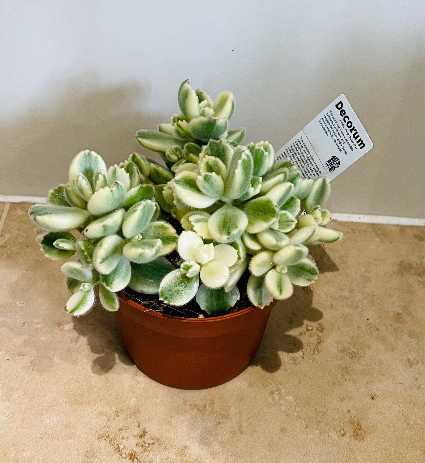 Cotyledon Tomentosa ssp. Tomentosa Variegata 10cm pot Cassandra's Plants