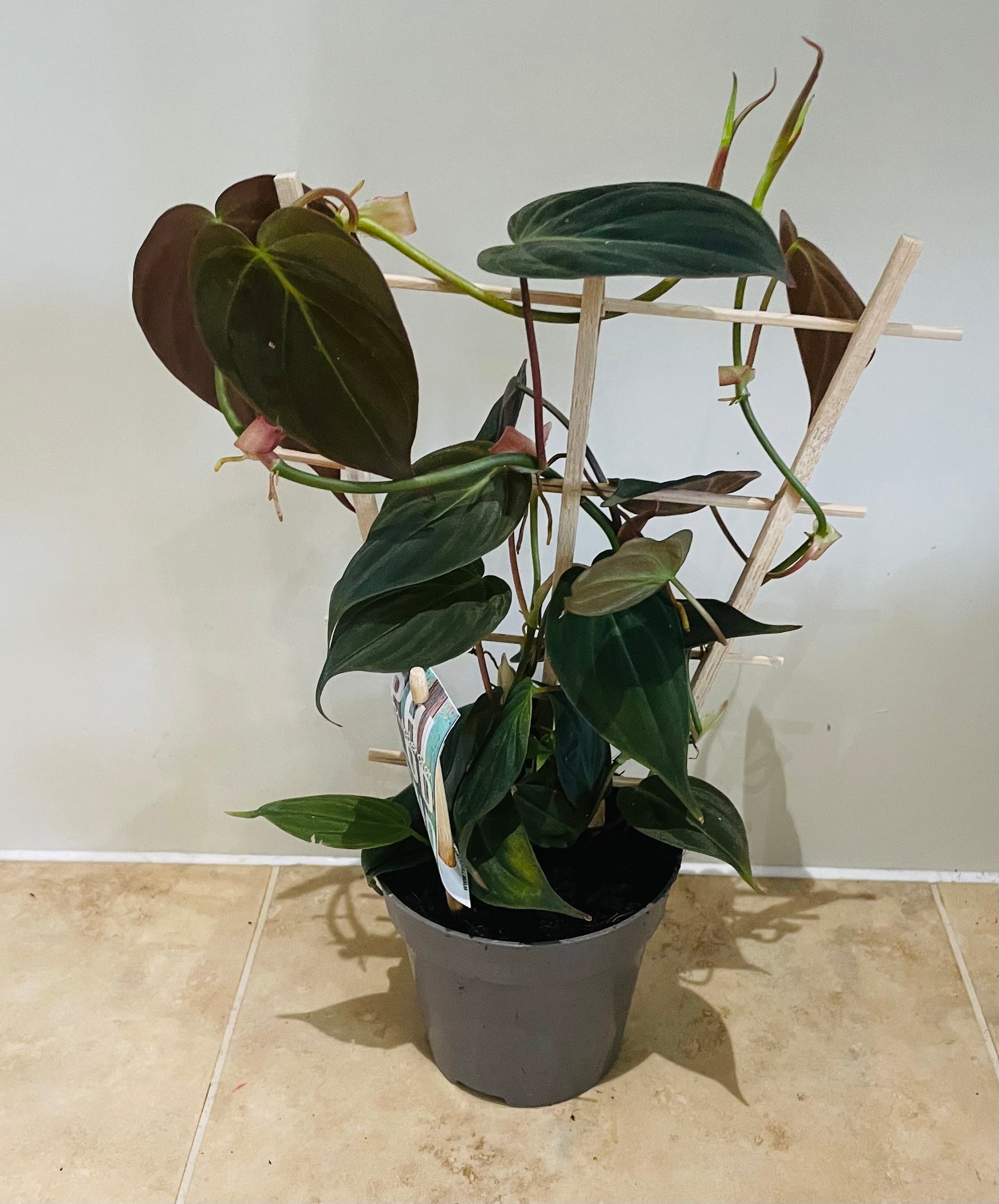 Philodendron Hederaceum Micans Cassandra's Plants