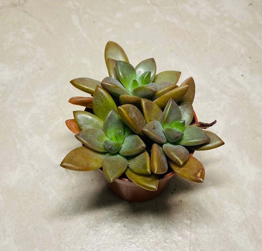 Graptosedum Vera Higgins Succulent in 5.5cm Pot Cassandra's Plants