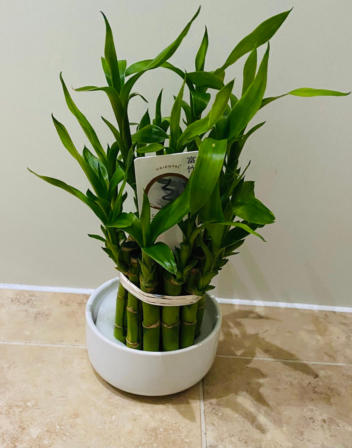 Dracaena Sanderiana Lucky Bamboo in a 9cm Cassandra's Plants