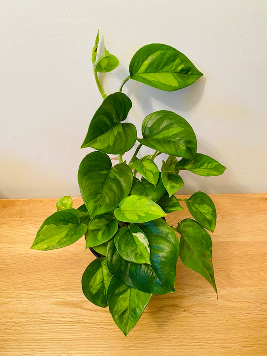 Epipremnum 'Global Green' Pothos 12cm Pot Cassandra's Plants