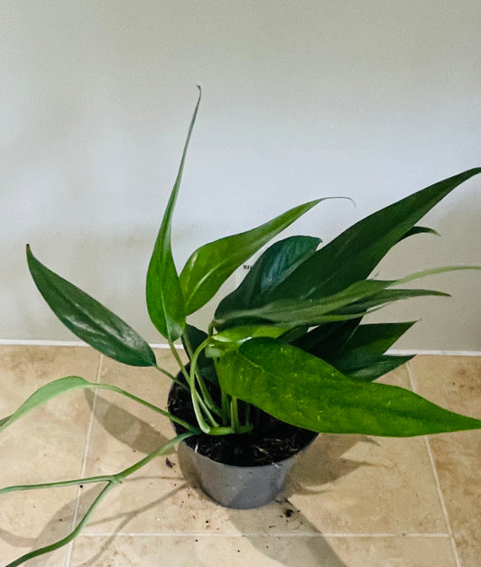 Epipremnum Pinnatum in a 12cm pot Cassandra's Plants