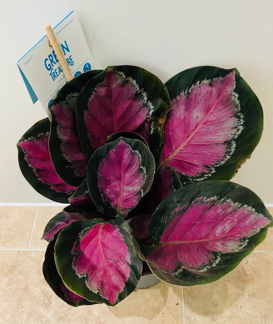 Calathea Roseopicta Rosy 12cm Pot Cassandra's Plants