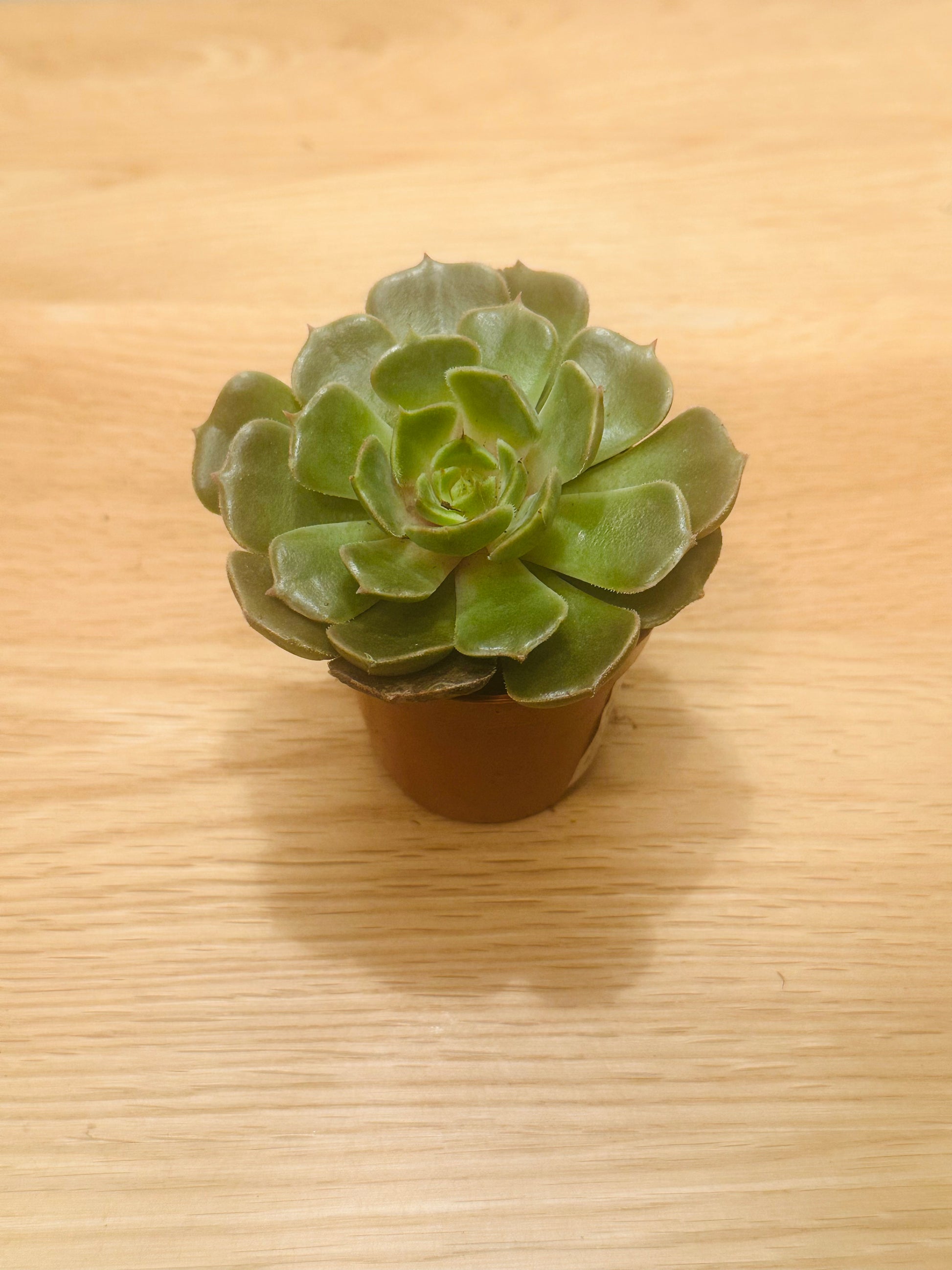 Echeveria Brown Rose in a 5.5cm Pot. Cassandra's Plants