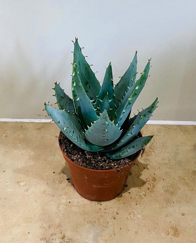 Aloe Brevifolia 8.5cm Pot Cassandra's Plants