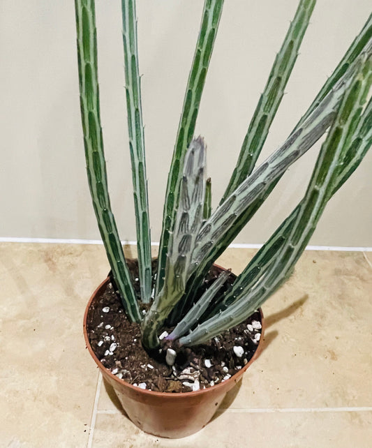 Senecio Stapeliiformis Pickle Plant In a 11cm pot Cassandra's Plants