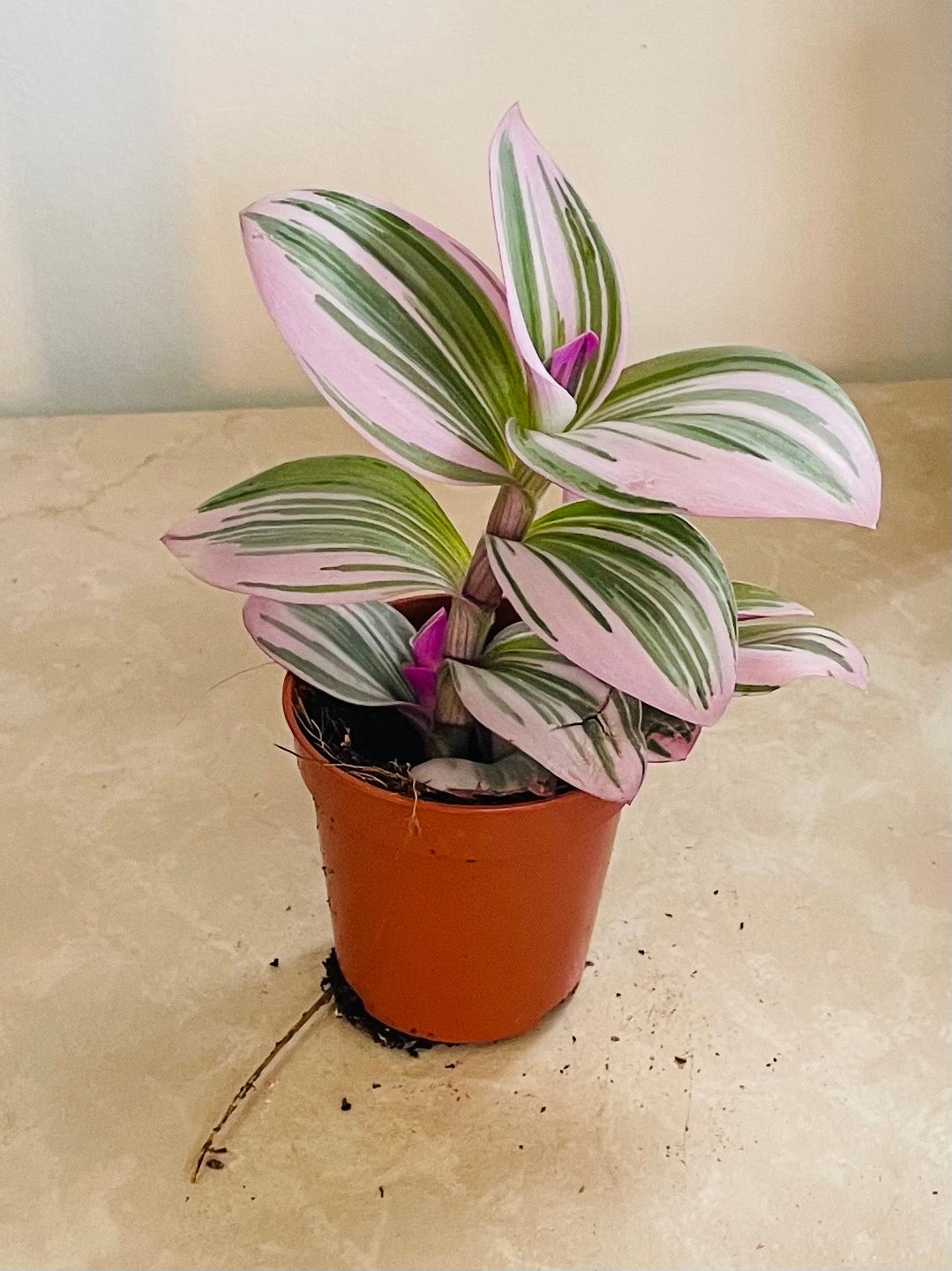 Tradescantia Nanouk Cassandra's Plants