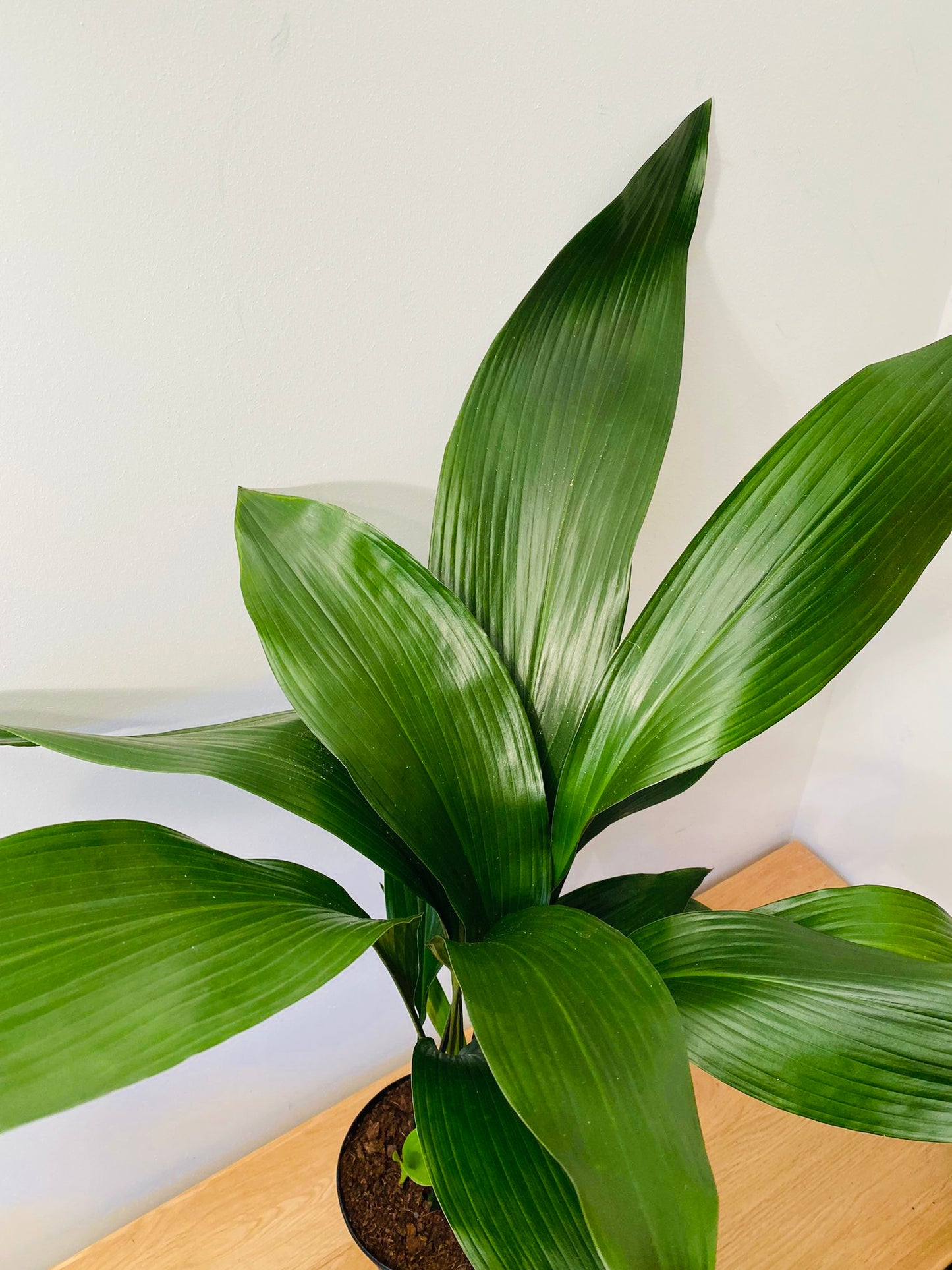 Aspidistra Elatior Cast Iron Plant 15cm Pot Cassandra's Plants