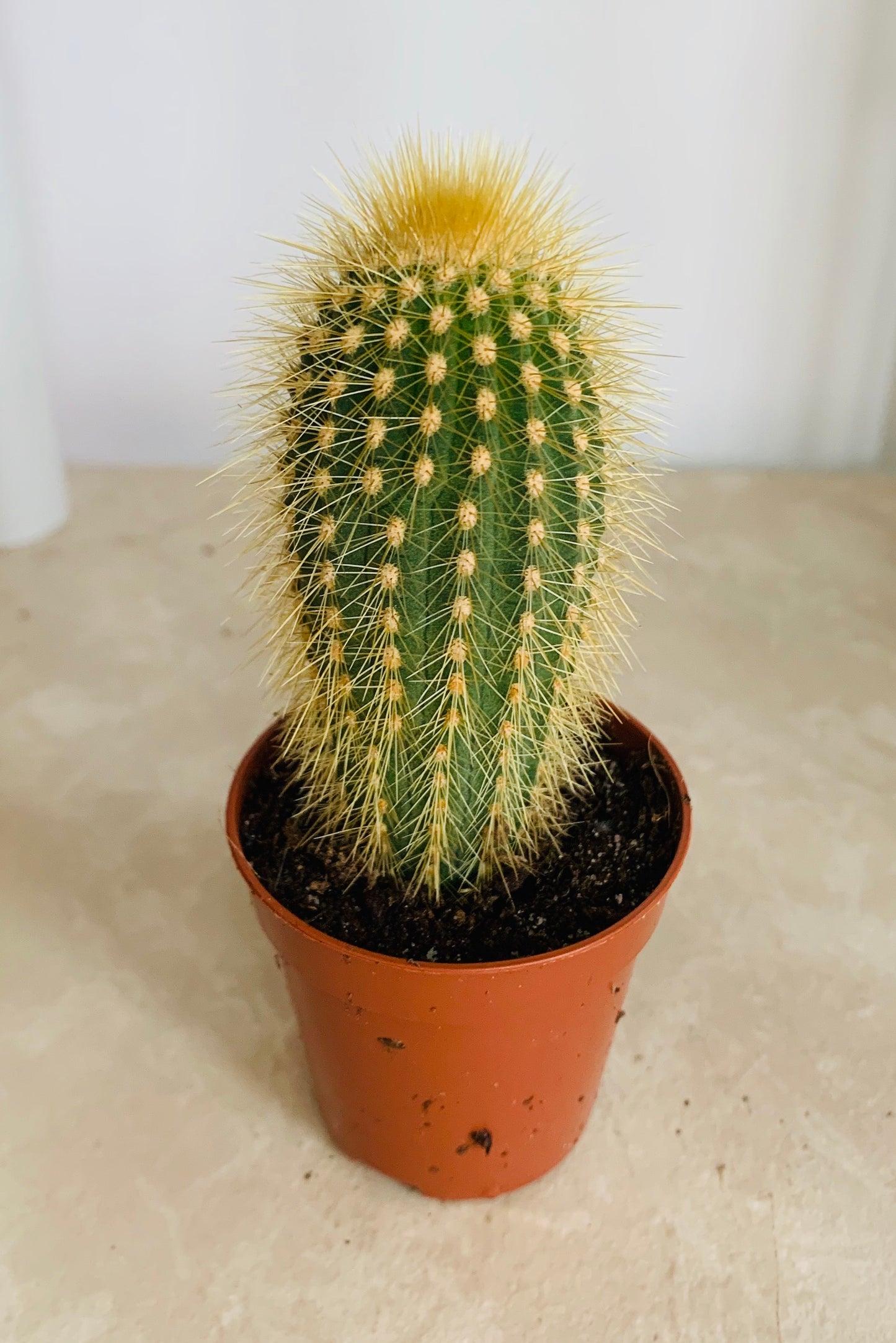 Espostoa Guentheri Cactus Cassandra's Plants