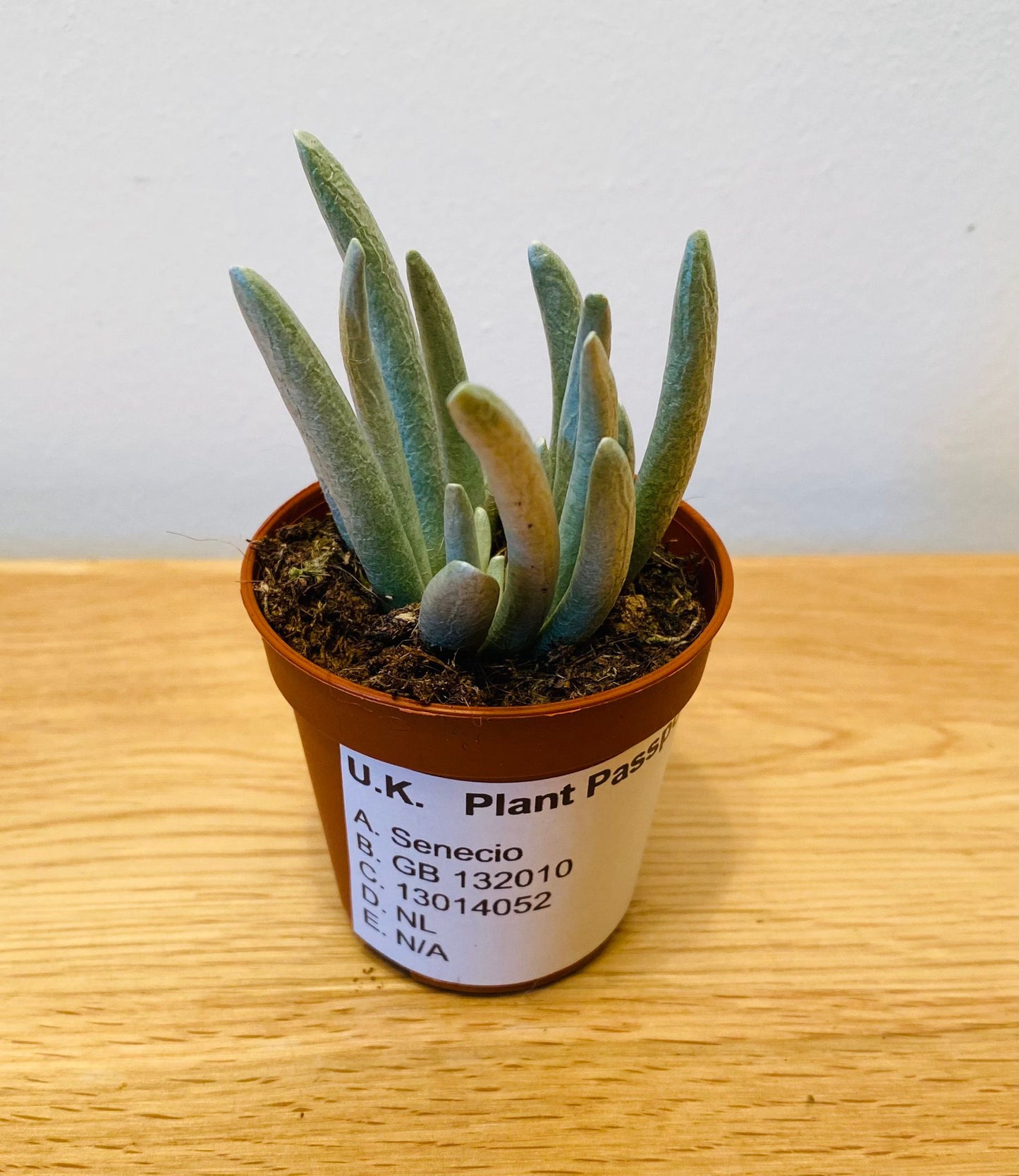 Senecio Scsposis in a 5.5cm Pot Cassandra's Plants