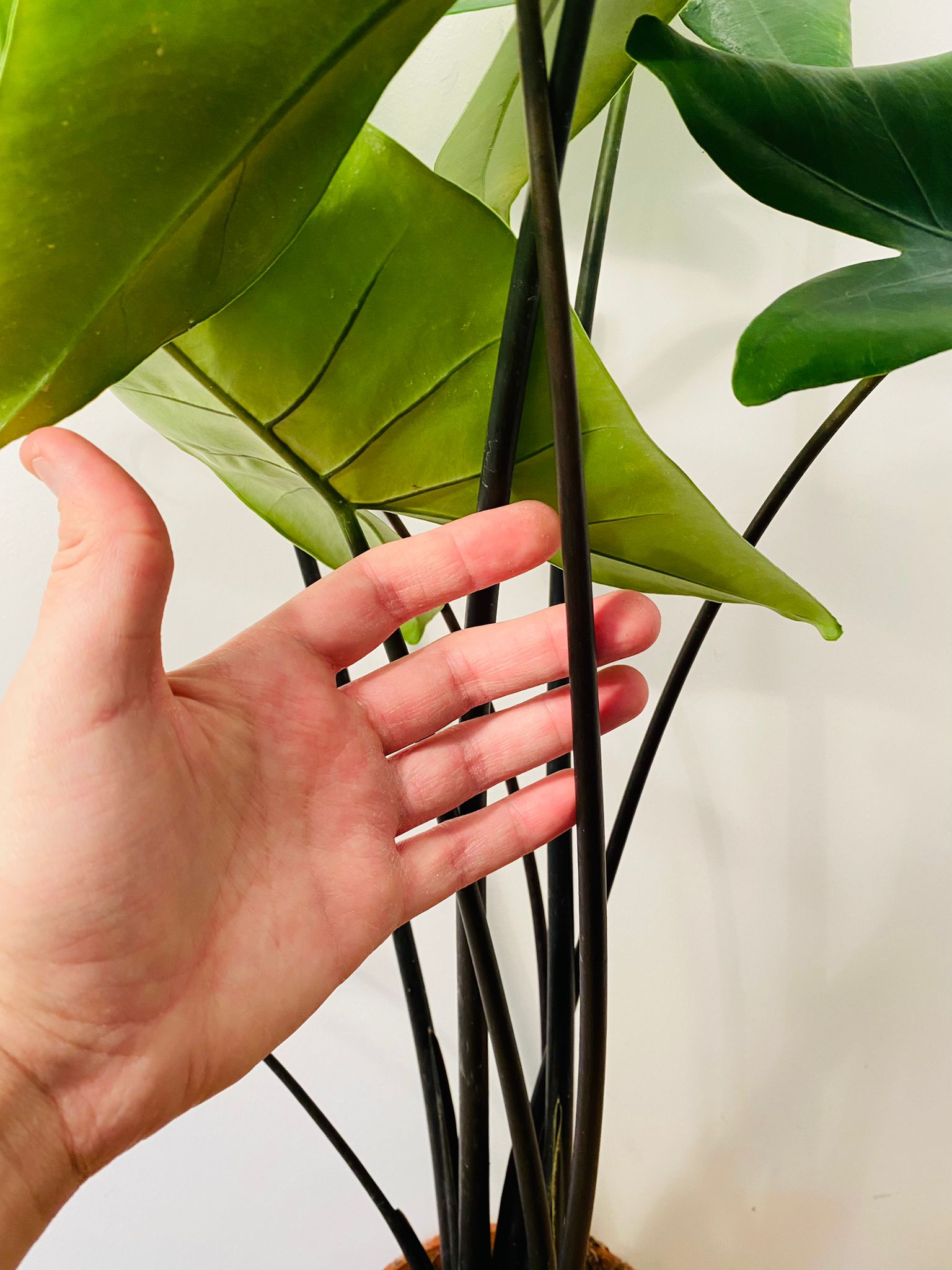 Alocasia Zebrina "Black Stem" 19cm Pot Cassandra's Plants