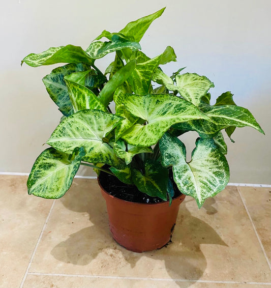 Syngonium Podophyllum White Butterfly in a 12 cm pot 