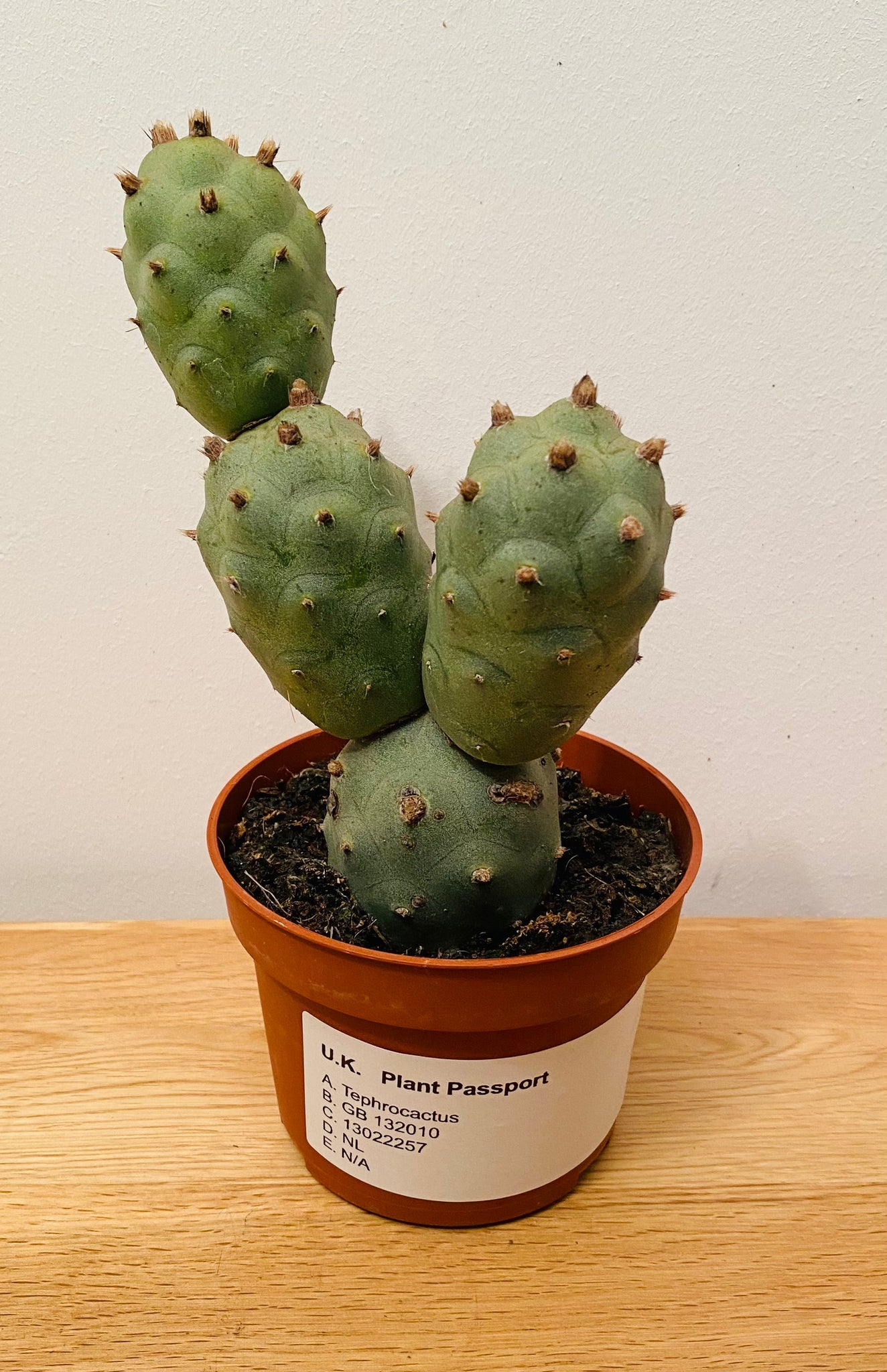 Tephrocactus Articulatus in a 10.5cm Pot Cassandra's Plants