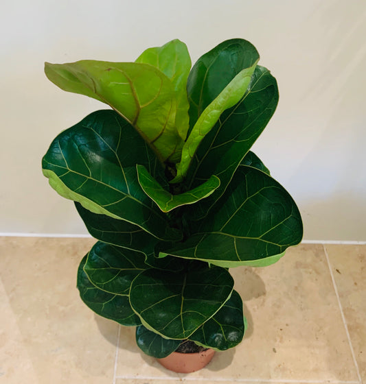 Ficus Lyrata Bambino Fiddle Leaf Fig Cassandra's Plants