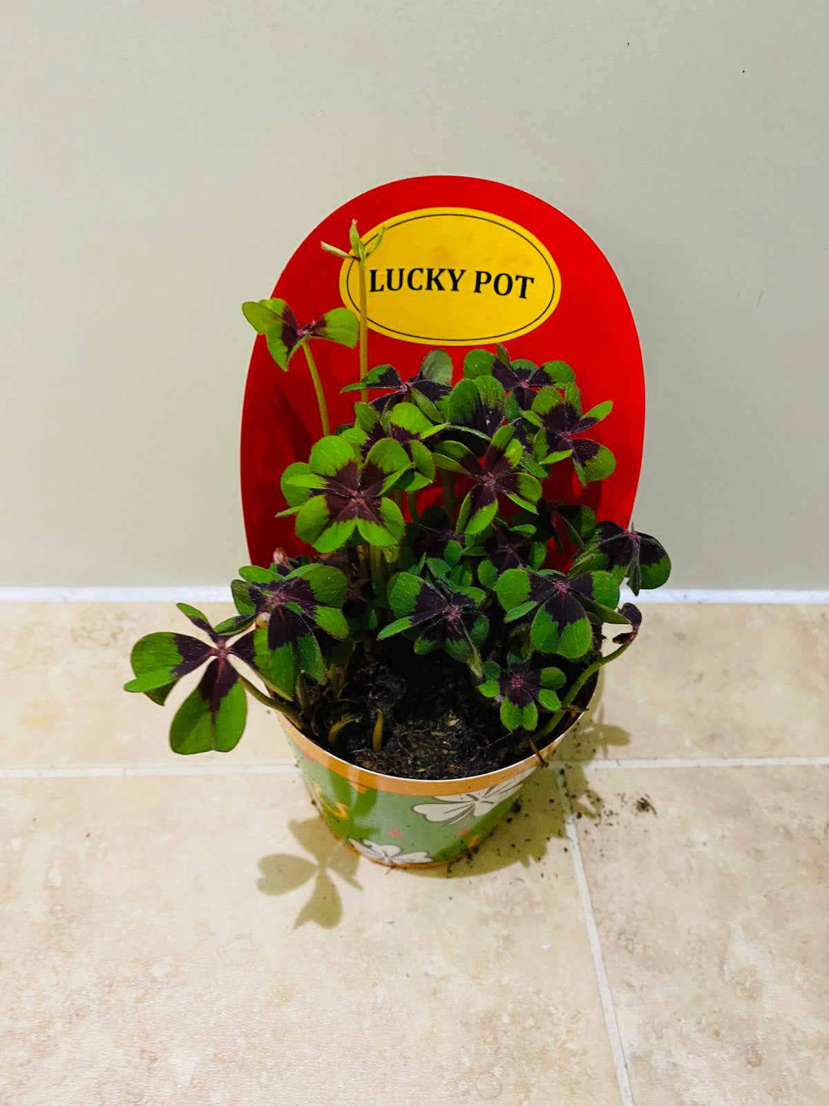 Oxalis Triangularis Iron Cross in a 9cm pot Cassandra's Plants