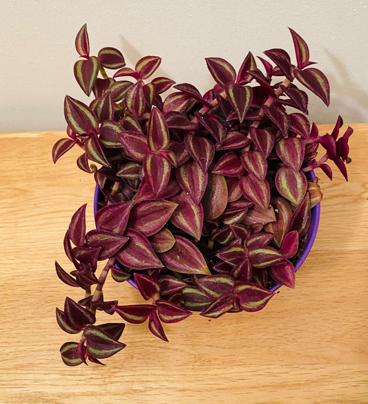 Tradescantia Zebrina Purpusii in a 12cm pot Cassandra's Plants