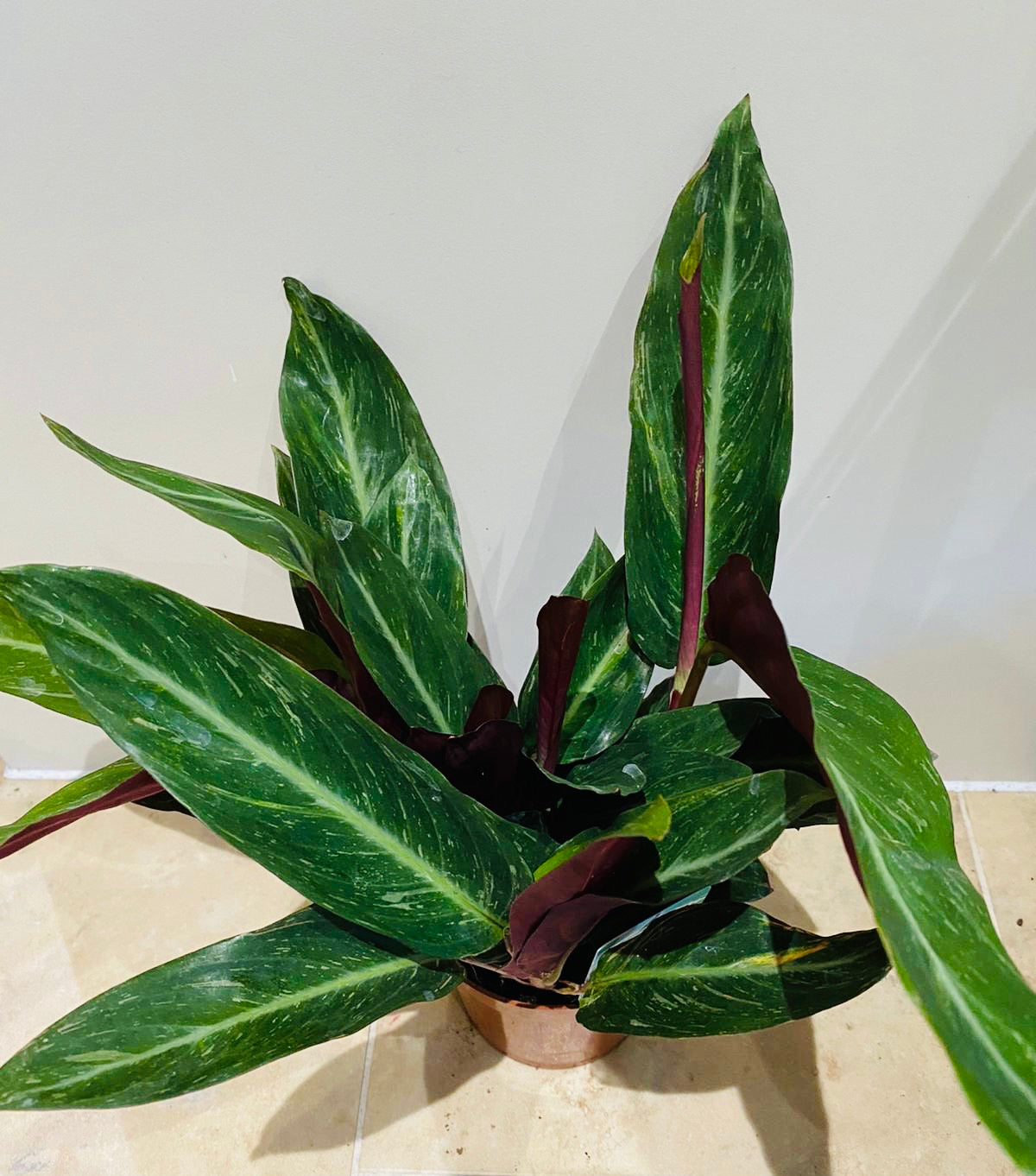 Calathea Magic Star 12cm Pot Cassandra's Plants