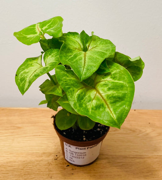 Syngonium Podophyllum Berry Allusion  in 7cm pot Cassandra's Plants