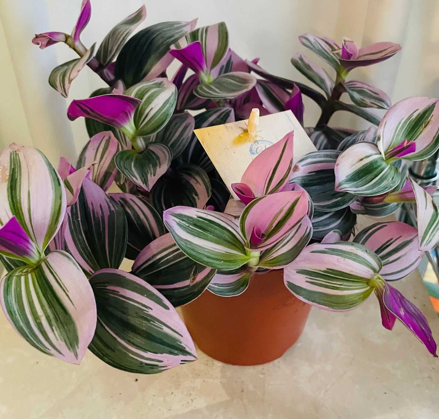 Tradescantia Nanouk Cassandra's Plants