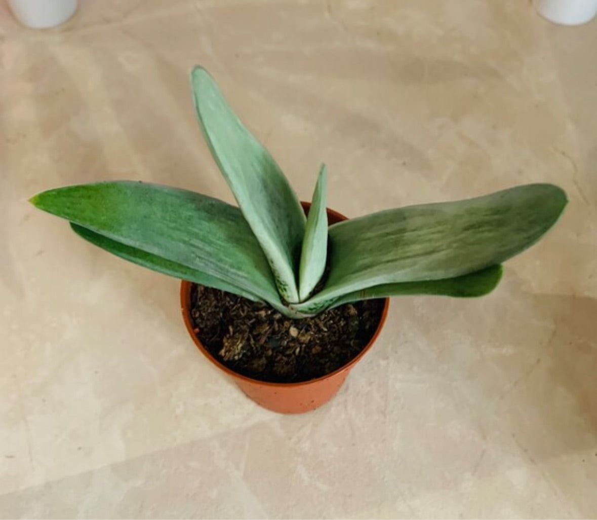 Gasteria Gracilis Succulent in 5.5cm Pot Cassandra's Plants