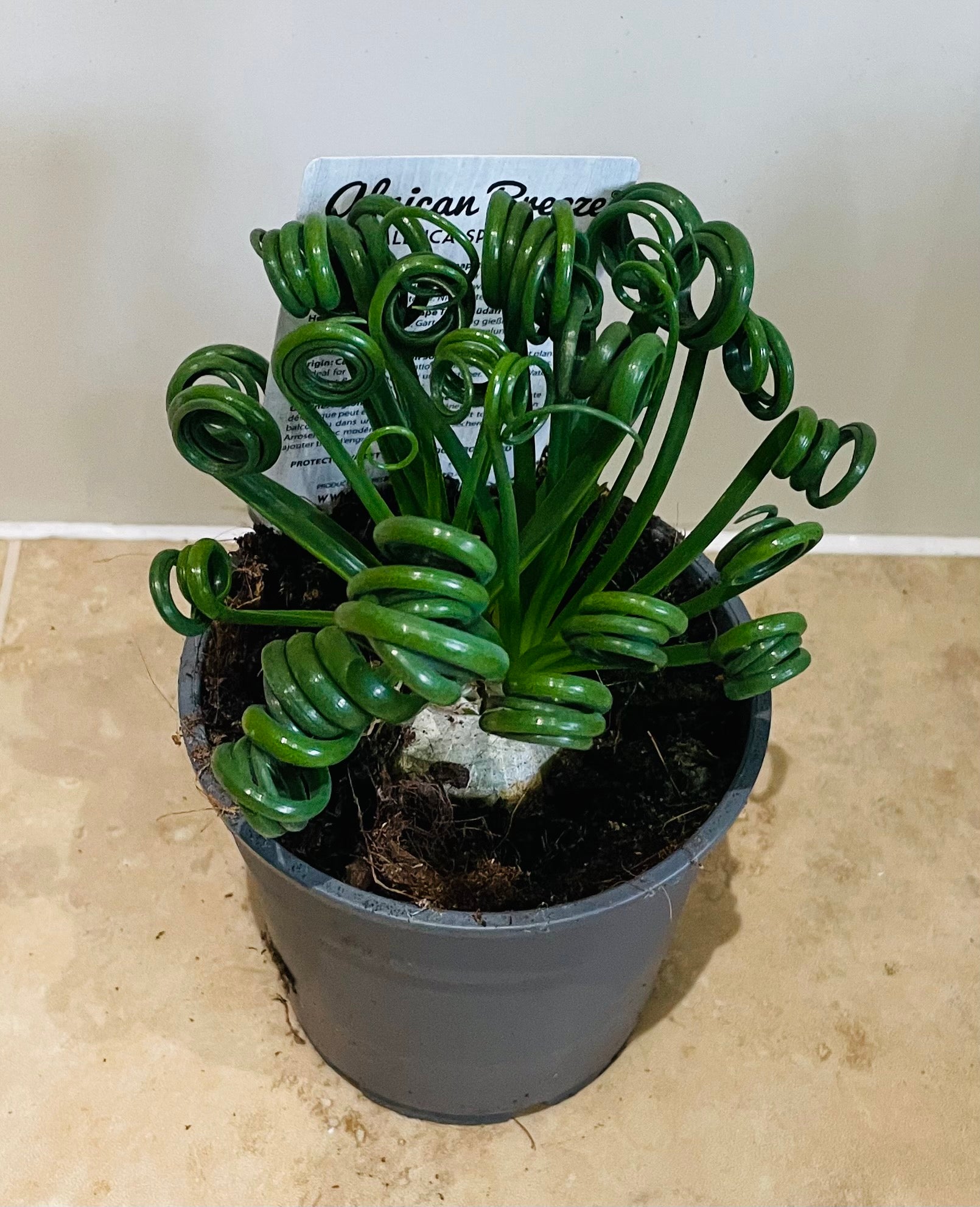 Albuca Spiralis Corkscrew 12cm Pot Cassandra's Plants