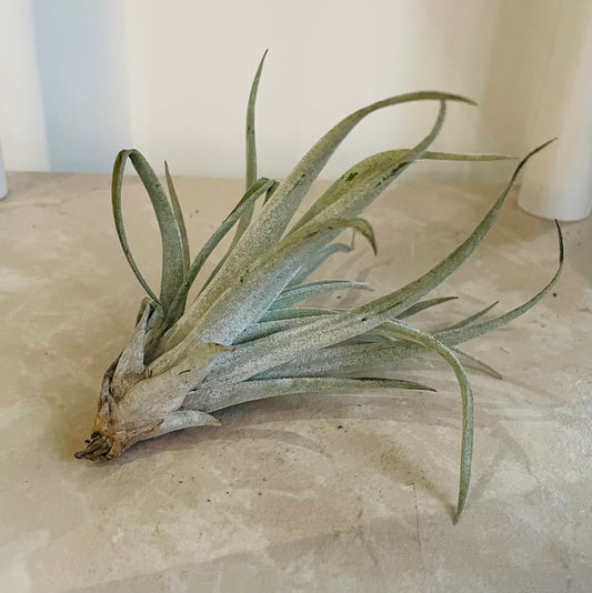 Tillandsia Ionantha v. Scaposa Cassandra's Plants