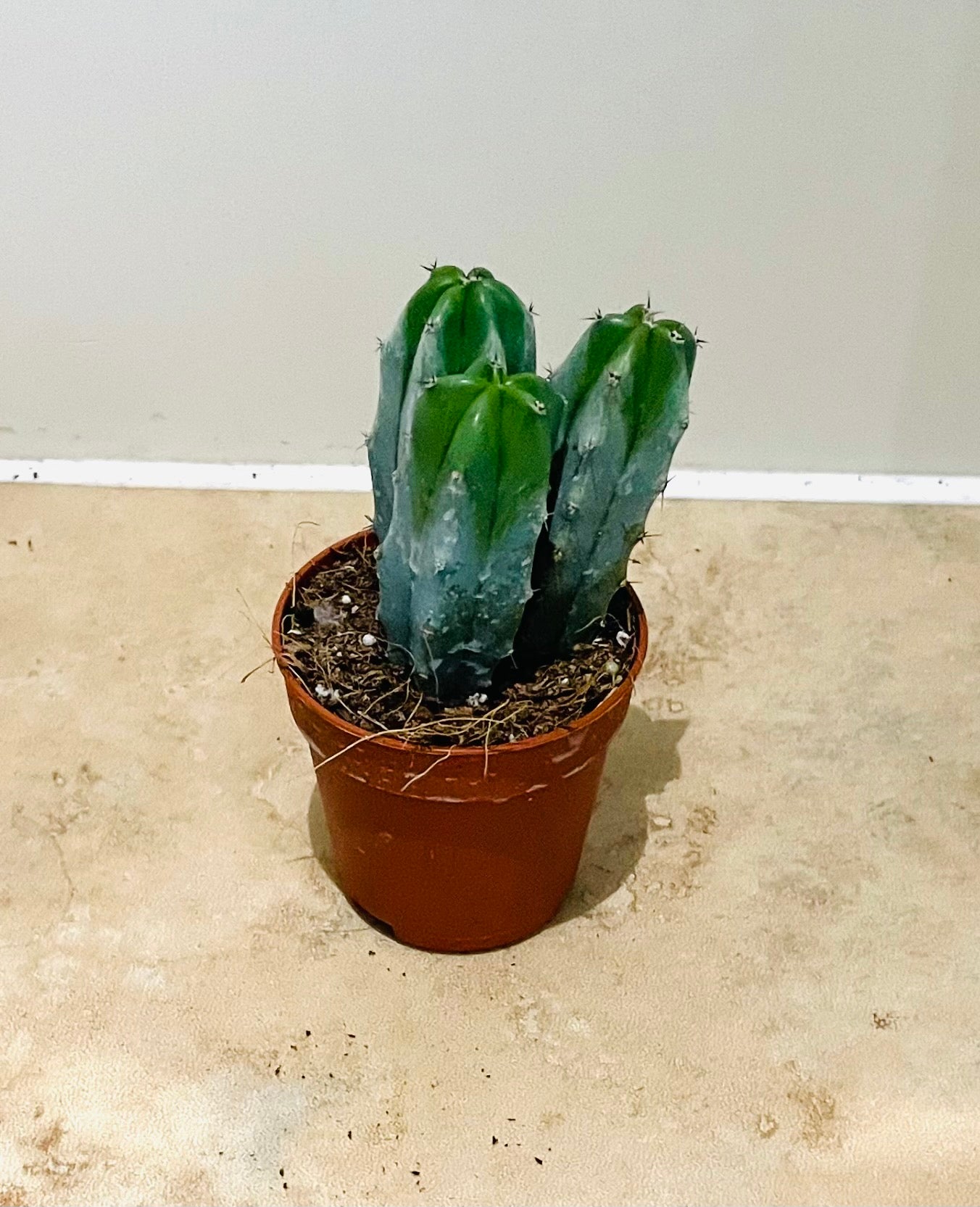 Myrtillocactus Geometrizans Cactus in a 5.5cm pot Cassandra's Plants