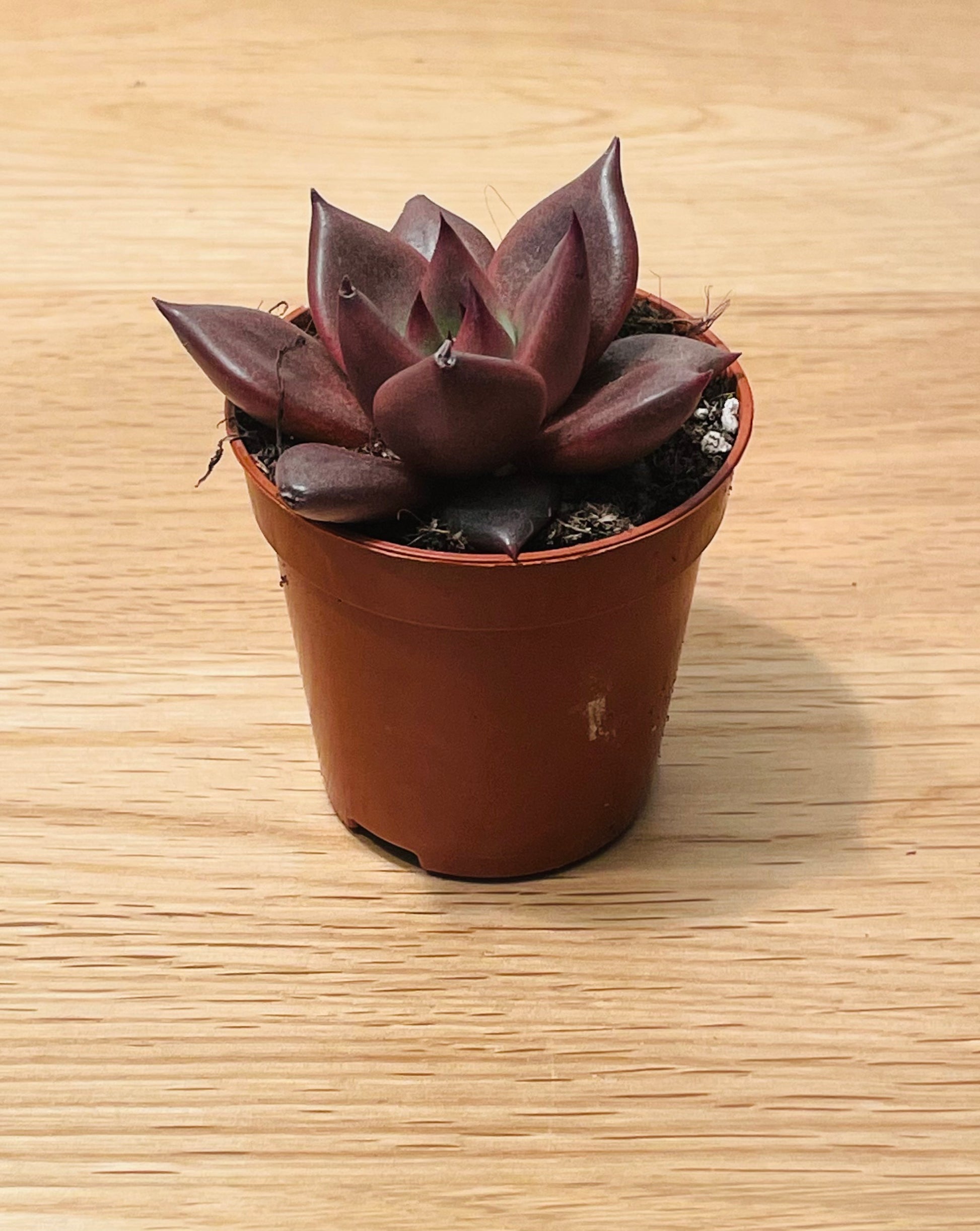 Echeveria Taurus/ Agavoides Romeo Succulent in 5.5cm Pot Cassandra's Plants