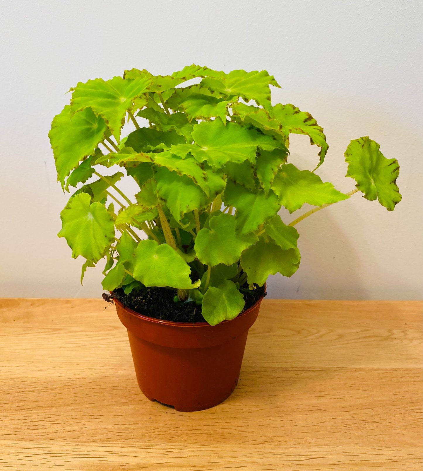 Begonia Rex “Lima Love” 12cm Pot Cassandra's Plants