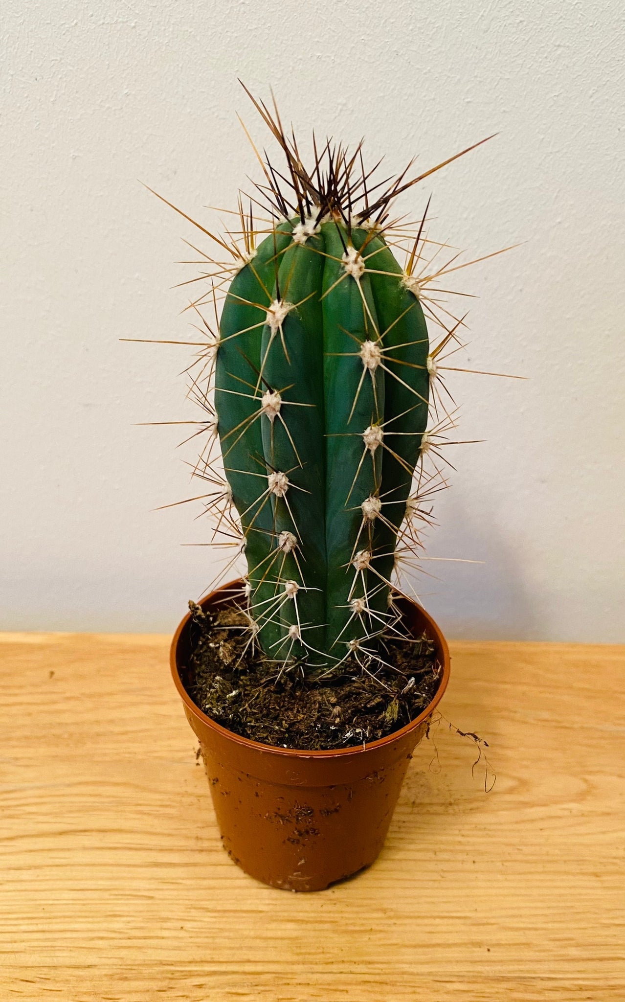 Stetsonia Coryne Cactus in 5.5cm Pot Cassandra's Plants