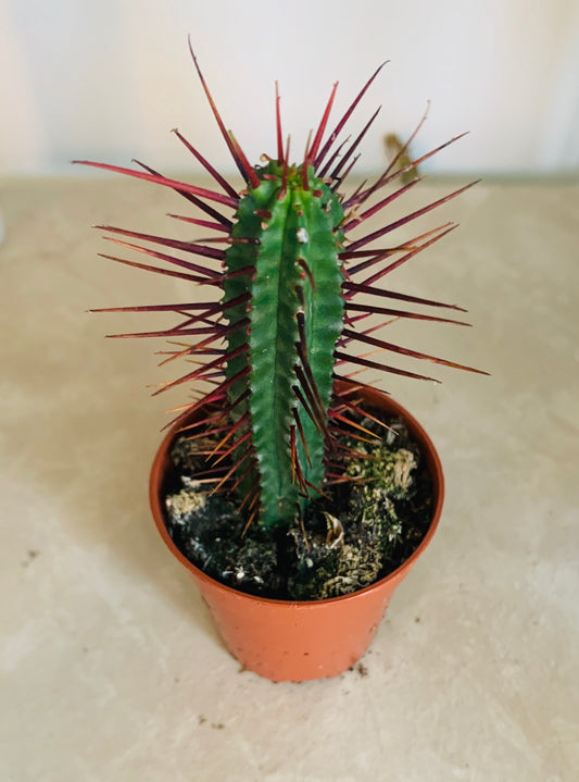 Euphorbia Enopla in a 5.5cm Pot Cassandra's Plants 