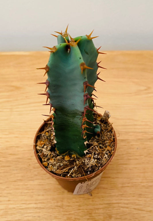 Euphorbia Resinifera in a 5.5cm Pot Cassandra's Plants