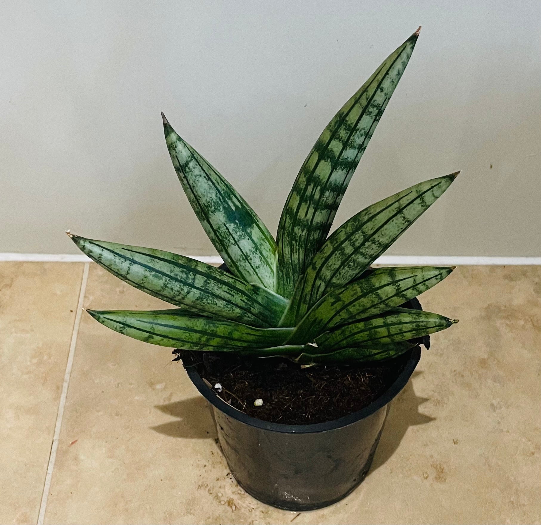 Sansevieria Cylindrica Boncel Cassandra's Plants