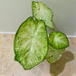 Caladium Snow Drift 10.5cm Pot Cassandra's Plants