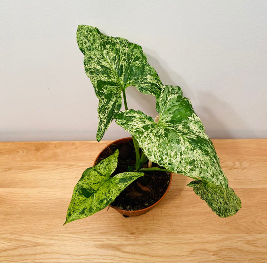 Syngonium Mojito in a 12cm Pot Cassandra's Plants