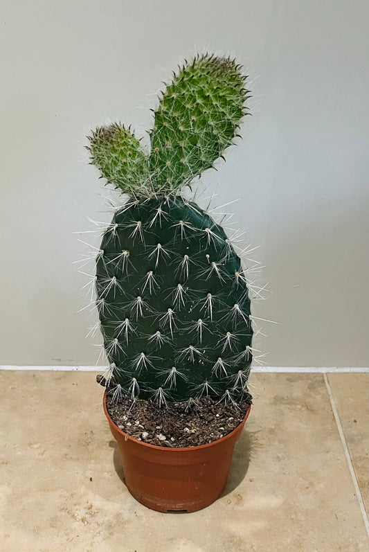 Opuntia Pylana/Pailana 10.5cm pot Cassandra's Plants