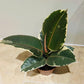 Ficus Elastica Tineke Rubber Plant Cassandra's Plants