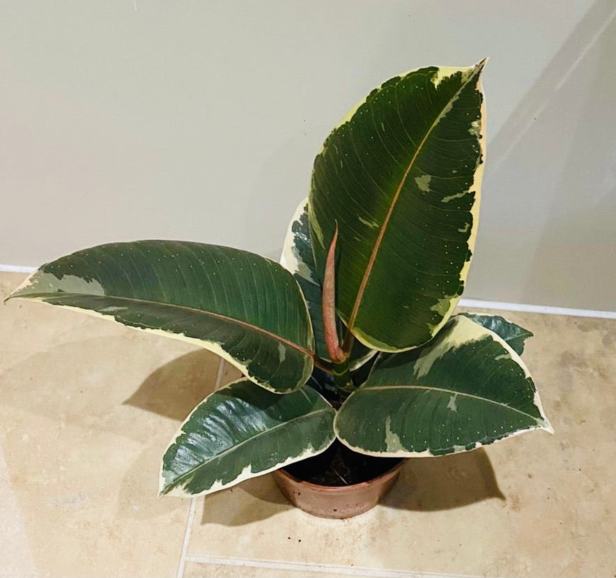 Ficus Elastica Tineke Rubber Plant Cassandra's Plants