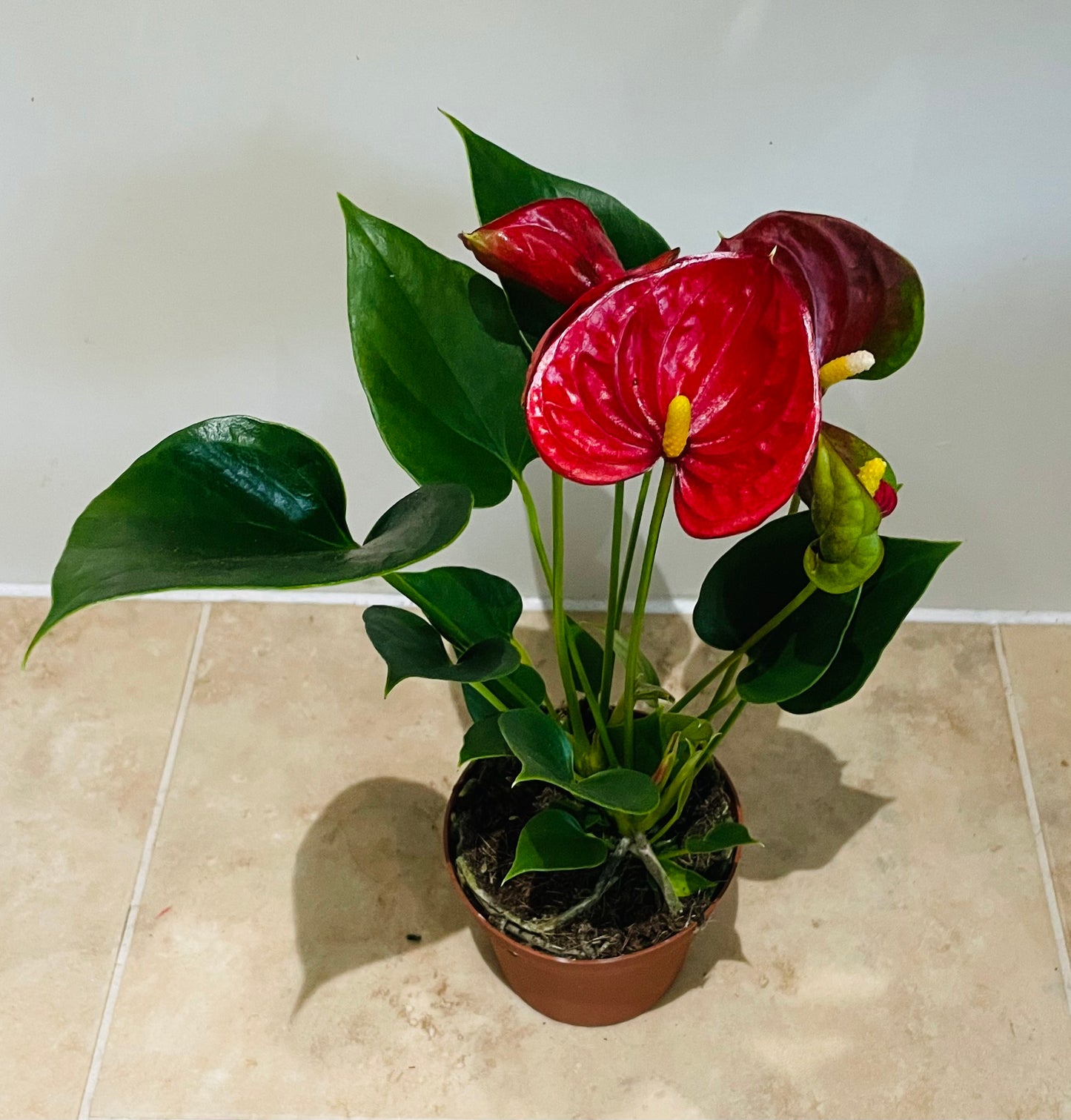 Anthurium Adraeanum Red Flamingo Flower Plant in a 7cm pot Cassandra's Plants