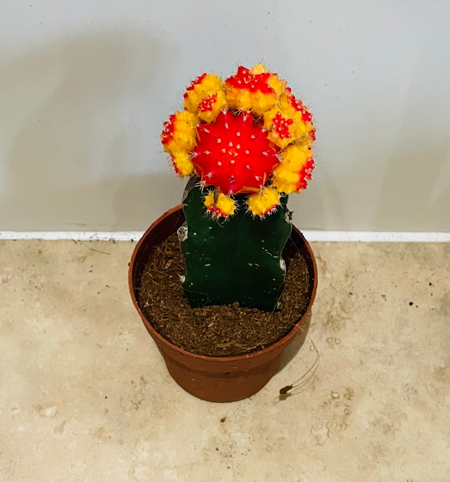 Gymnocalycium Mihanovichii Red and Orange Moon Cactus in a 8cm pot Cassandra's Plants