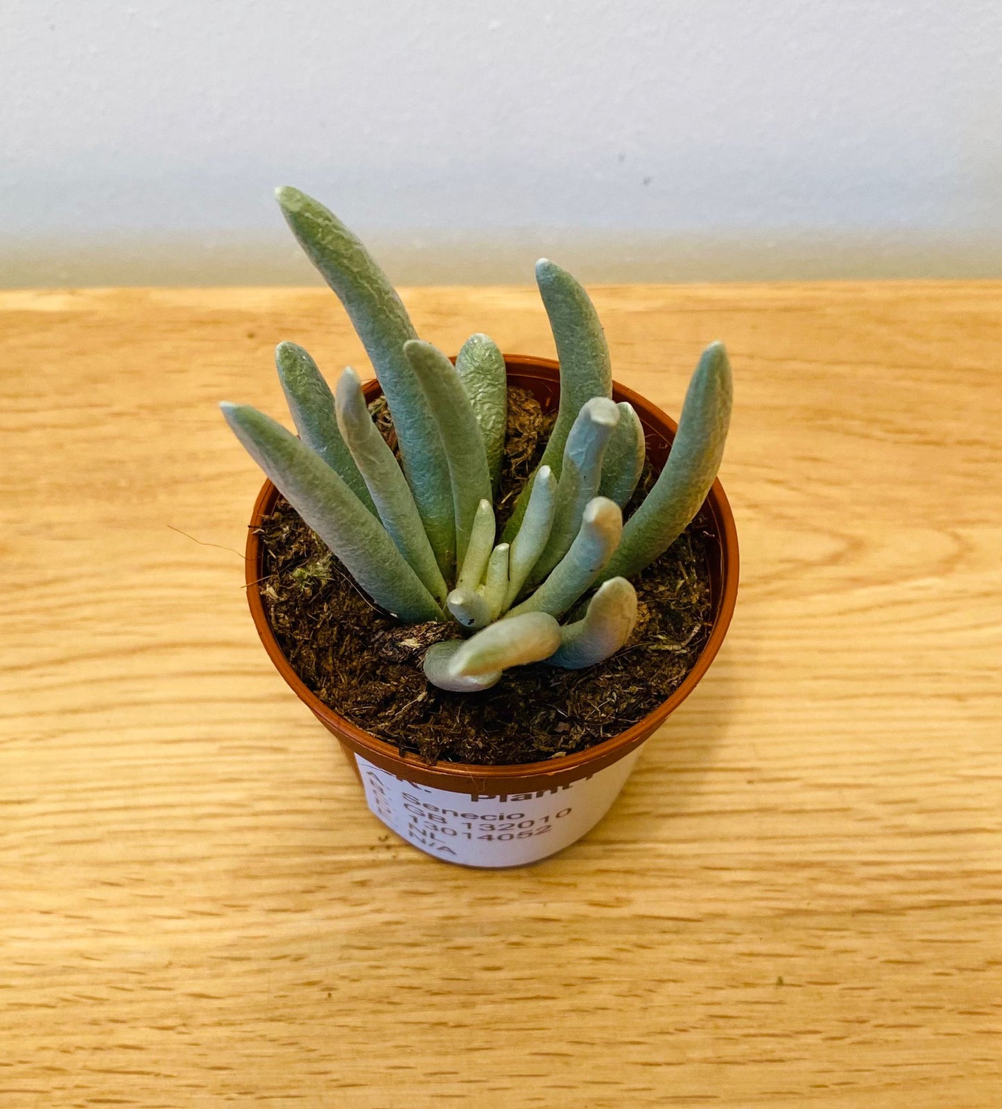 Senecio Scsposis in a 5.5cm Pot Cassandra's Plants