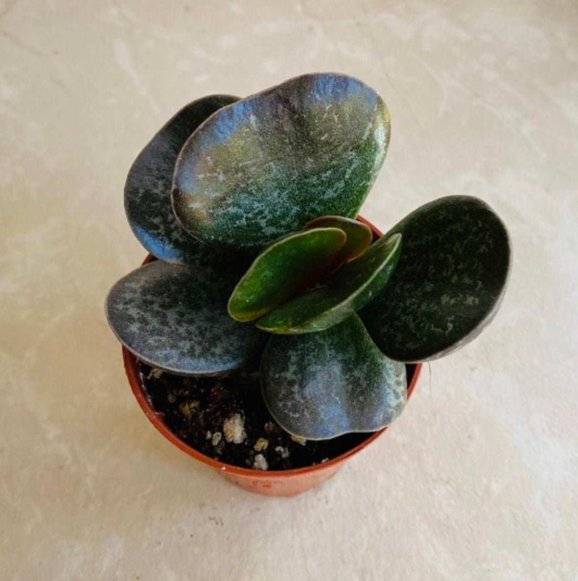 Adromischus Maculatus 5.5cm Pot Cassandra's Plants