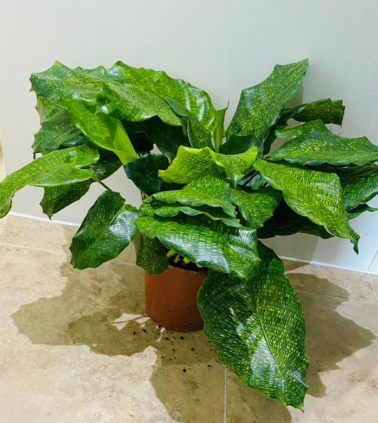 Calathea Musaica / Network 14cm Pot Cassandra's Plants